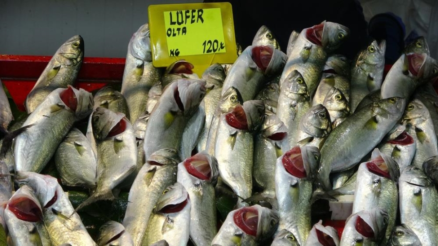 Denizlerin prensi lüfer 80 liradan 120 liraya çıktı