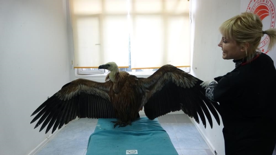 Göç yolunda yorulan kızıl akbaba Marmara Denizi’ne düştü