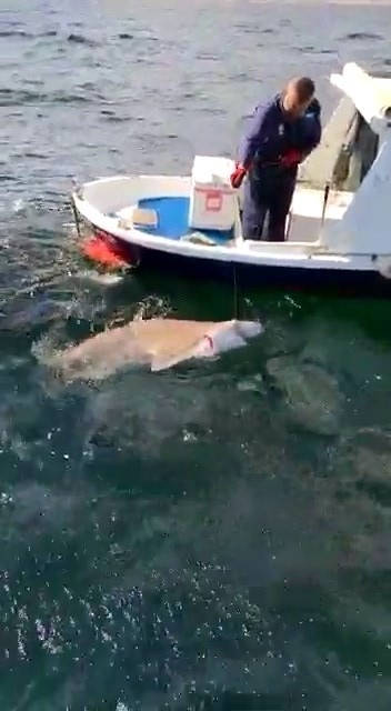 Teknenin yarı boyunda köpek balığı avladı