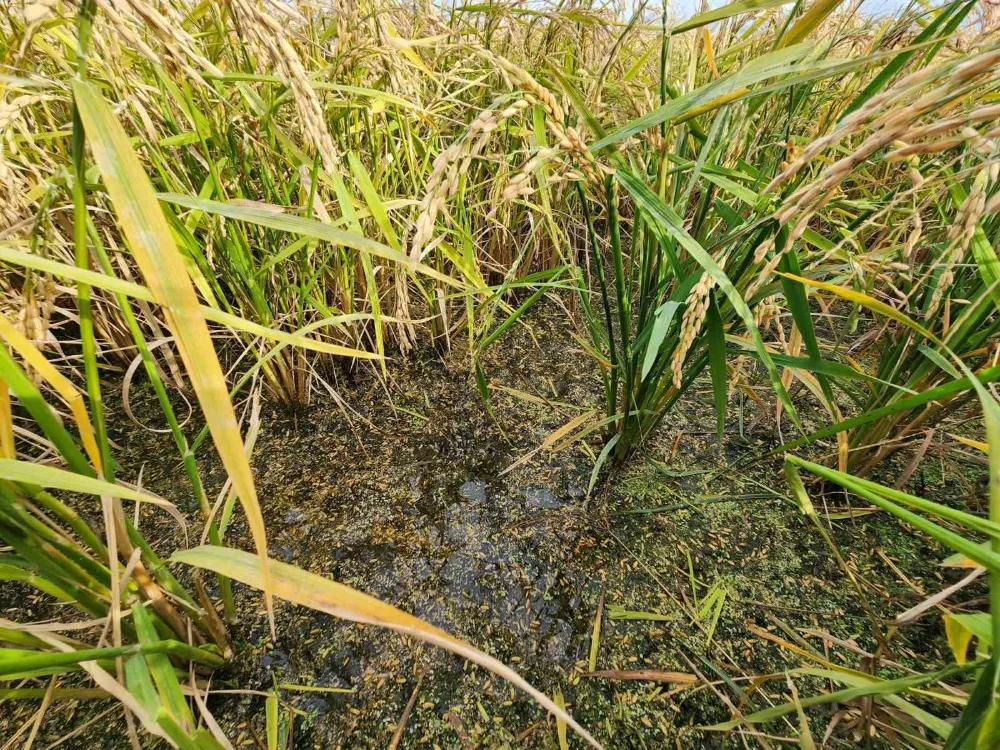 Dolu ve fırtınadan zarar gören köylerde hasar tespit çalışması yapıldı