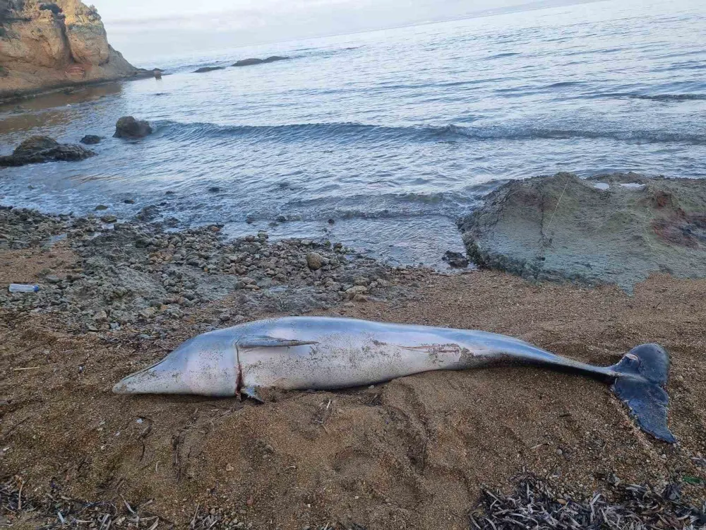 Ölü Yunus Balığı Sahile Vurdu