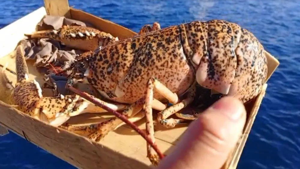 525 kilo balığa el konuldu