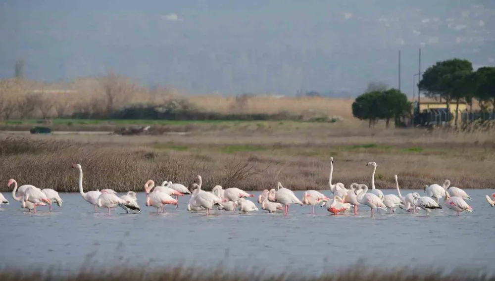 Gökçeada’da flamingoların ’kur’ ve ’beslenme’ dansı hayran bıraktı