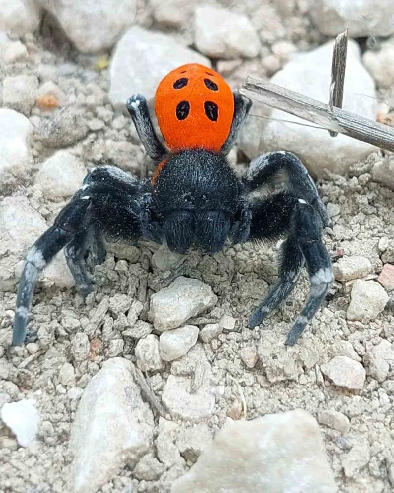 Ender Rastlanan Bir Örümcek Türü Görüldü