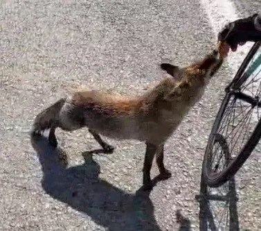 Tarihi Yarımadanın Maskotu Olan Tilki Sporcunun Elinden Beslendi