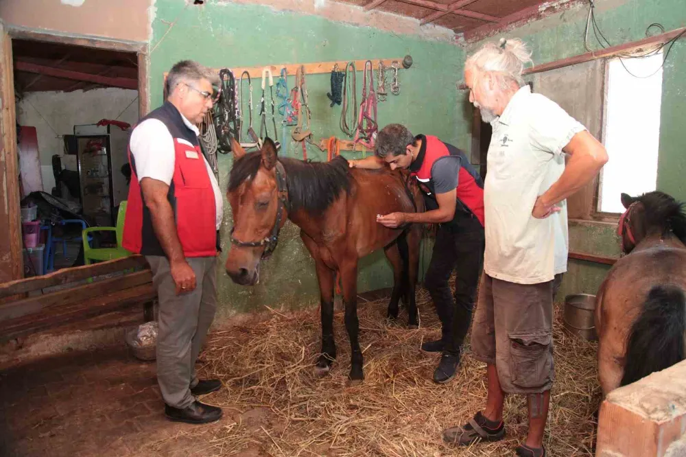 Yangınlarda Mahsur Kalan Hayvanlara Sağlık Taraması