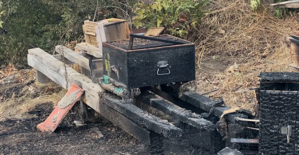 Orman Yangınında Arı Kovanları Alevlere Teslim Oldu