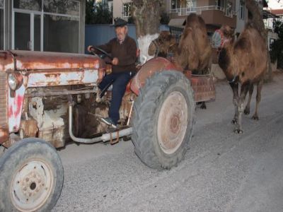 Develer traktör ile antrenman yapıyor